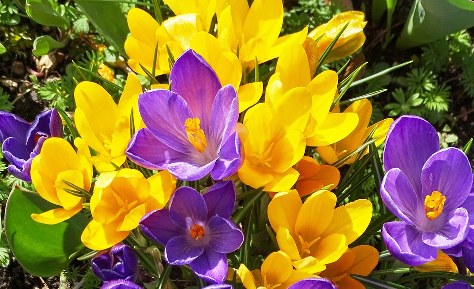 crocus-2159550_960_720